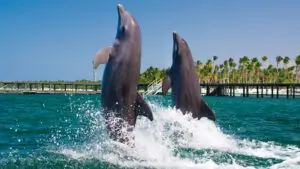 Nadando con delfines